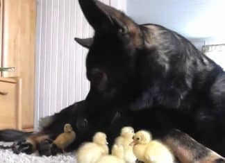 Ele assumiu: Pastor Alemão se torna o pai adotivo de patinhos bebês. Veja vídeo!