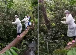 Enfermeira se equilibra em tronco de árvore para vacinar comunidade no Amapá; assista