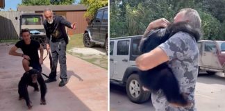 Vídeo mostra o reencontro de um chimpanzé com seus ex-criadores. Emocionante!