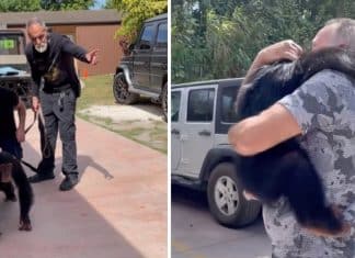 Vídeo mostra o reencontro de um chimpanzé com seus ex-criadores. Emocionante!