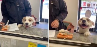 Vídeo mostra cachorrinho se despedindo do abrigo depois de encontrar um lar permanente.