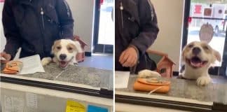 Vídeo mostra cachorrinho se despedindo do abrigo depois de encontrar um lar permanente.