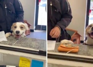 Vídeo mostra cachorrinho se despedindo do abrigo depois de encontrar um lar permanente.