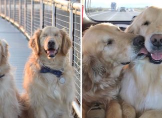 15 fotos de Jake e Addie, o golden retriever cego e sua melhor amiga. Eles são lindos!