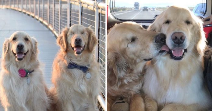 15 fotos de Jake e Addie, o golden retriever cego e sua melhor amiga. Eles são lindos!
