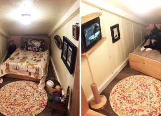 Casal constrói mini quarto incrível com TV e cama para seu gatinho, o resultado é cômico!