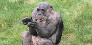 Chimpanzé aplaude ao receber os visitantes de volta ao zoológico; assista.