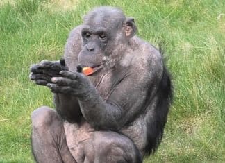 Chimpanzé aplaude ao receber os visitantes de volta ao zoológico; assista.