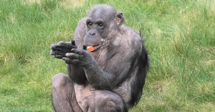 Chimpanzé aplaude ao receber os visitantes de volta ao zoológico; assista.