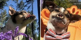 Conheça Wacku, o cãozinho que teve seu focinho cortado mas agora pode aproveitar a vida