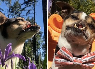 Conheça Wacku, o cãozinho que teve seu focinho cortado mas agora pode aproveitar a vida