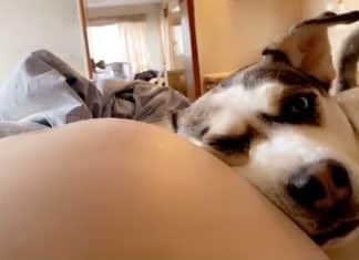 Cachorrinha adora ouvir seu irmão dentro da barriga de sua mãe humana. Ela conquistou a internet!