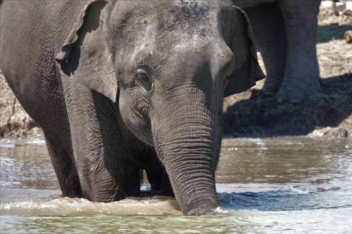 contioutra.com - Depois de uma vida toda no circo, 35 elefantes são transferidos para santuário na Flórida