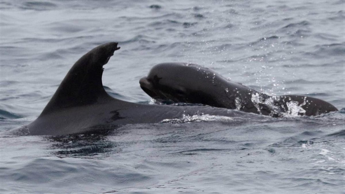 contioutra.com - Mãe golfinho adota filhote de baleia como seu e nos deixa lição: tamanho não importa!