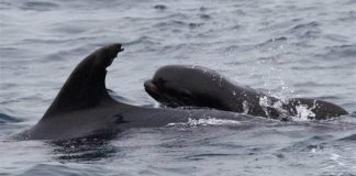 Mãe golfinho adota filhote de baleia como seu e nos deixa lição: tamanho não importa!
