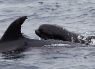 Mãe golfinho adota filhote de baleia como seu e nos deixa lição: tamanho não importa!