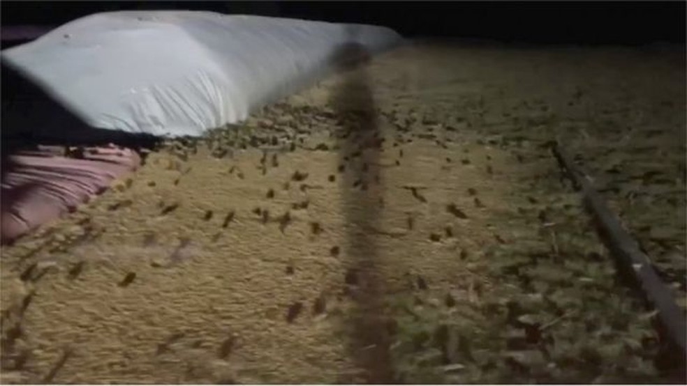 contioutra.com - Austrália vive pesadelo com praga de milhões de ratos: 'Andam nos travesseiros'