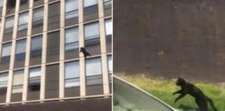 Gato salta de 5º andar e sai caminhando como se nada tivesse acontecido; a ciência tem uma explicação