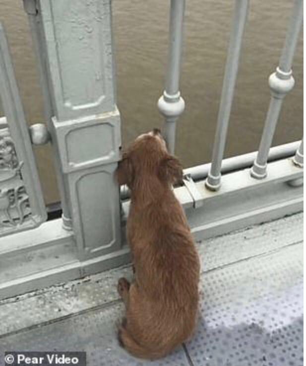 contioutra.com - Cãozinho esperou em ponte por quatro dias depois de assistir seu dono tirar a própria vida