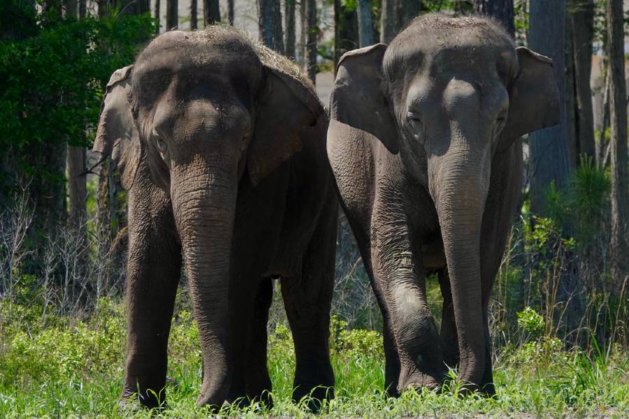 contioutra.com - Depois de uma vida toda no circo, 35 elefantes são transferidos para santuário na Flórida
