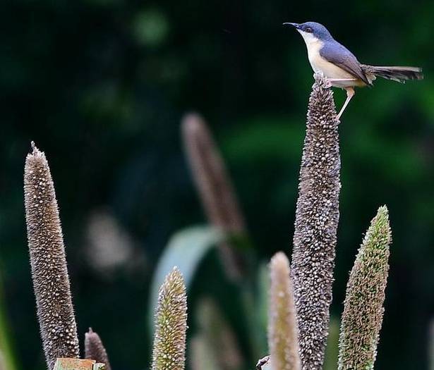 contioutra.com - Agricultor cultiva sua terra para alimentar aves ameaçadas de extinção