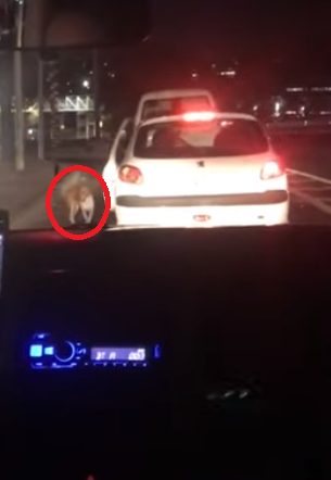 contioutra.com - Mulher pára o carro no trânsito para resgatar cãozinho abandonado