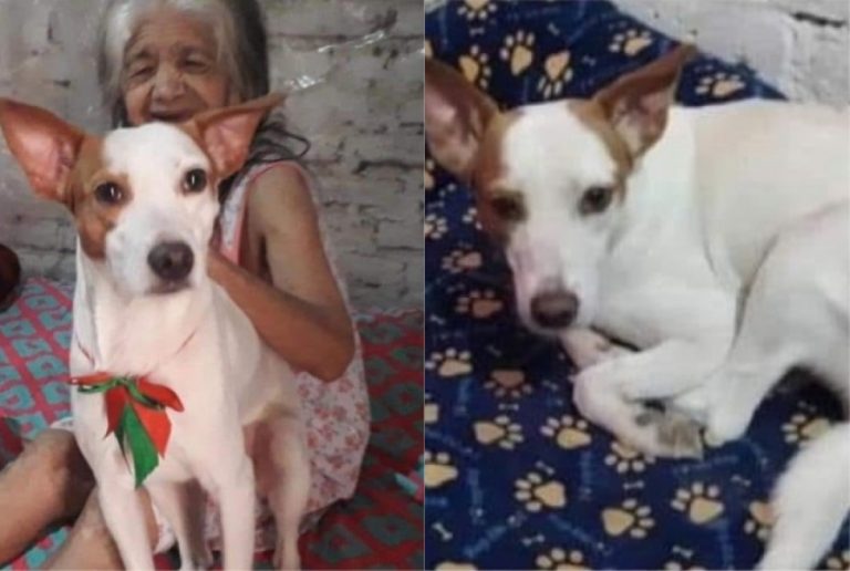 contioutra.com - Vovó de 92 anos se emociona ao reencontrar seu cãozinho perdido. "Ele é como meu filho"