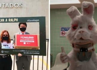 Após campanha ‘Salve o Ralph’, México proíbe testes em animais