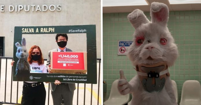 Após campanha ‘Salve o Ralph’, México proíbe testes em animais