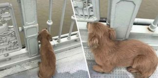 Cãozinho esperou em ponte por quatro dias depois de assistir seu dono tirar a própria vida