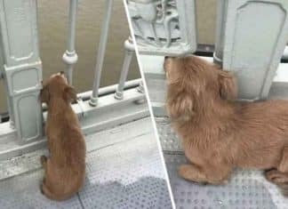 Cãozinho esperou em ponte por quatro dias depois de assistir seu dono tirar a própria vida