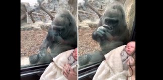 Mãe gorila admira bebê humano através do vidro e comove a web – Veja o vídeo!