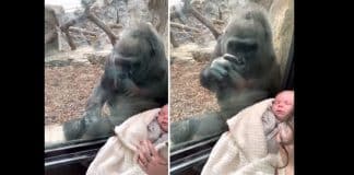 Mãe gorila admira bebê humano através do vidro e comove a web – Veja o vídeo!