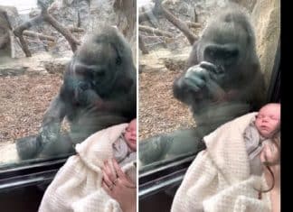 Mãe gorila admira bebê humano através do vidro e comove a web – Veja o vídeo!
