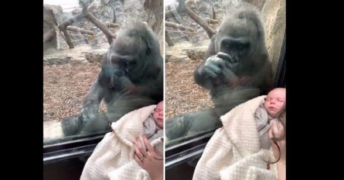 Mãe gorila admira bebê humano através do vidro e comove a web – Veja o vídeo!