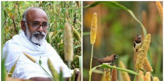 Agricultor cultiva sua terra para alimentar aves ameaçadas de extinção