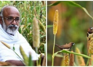 Agricultor cultiva sua terra para alimentar aves ameaçadas de extinção
