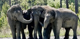 Depois de uma vida toda no circo, 35 elefantes são transferidos para santuário na Flórida