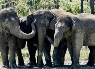 Depois de uma vida toda no circo, 35 elefantes são transferidos para santuário na Flórida