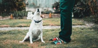 Mulher pára o carro no trânsito para resgatar cãozinho abandonado