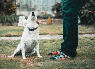 Mulher pára o carro no trânsito para resgatar cãozinho abandonado
