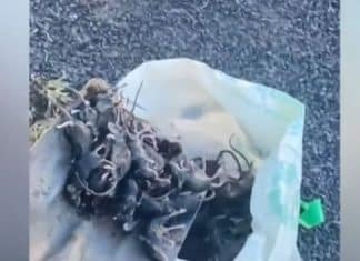 Austrália vive pesadelo com praga de milhões de ratos: ‘Andam nos travesseiros’