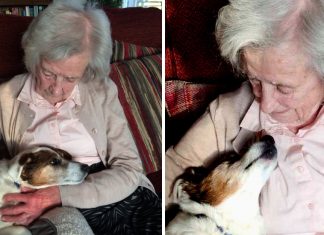 Perfeitos um para o outro: Aos 96, vovó adota cão de 17 anos.
