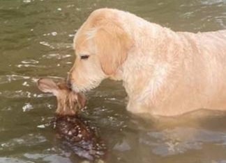 Cão salva pequeno cervo de afogamento e se recusa a desgrudar dele