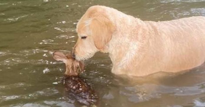 Cão salva pequeno cervo de afogamento e se recusa a desgrudar dele