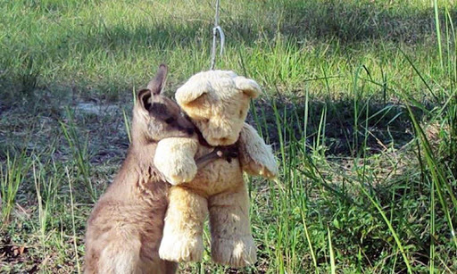 Canguru órfão encontra conforto em ursinho de pelúcia contioutra.com - Canguru órfão encontra conforto em ursinho de pelúcia