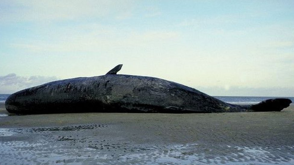 contioutra.com - Conheça a história dos pescadores que encontraram uma fortuna dentro de uma baleia