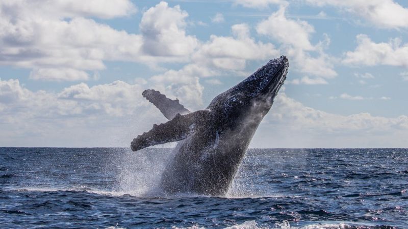 contioutra.com - Pescador é engolido por baleia jubarte e sobrevive: “Nem acredito”.