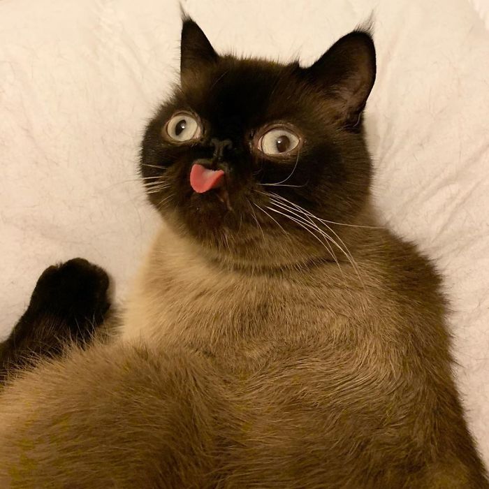 contioutra.com - Gato conquista a web com fotos fofíssimas em que aparece mostrando a língua