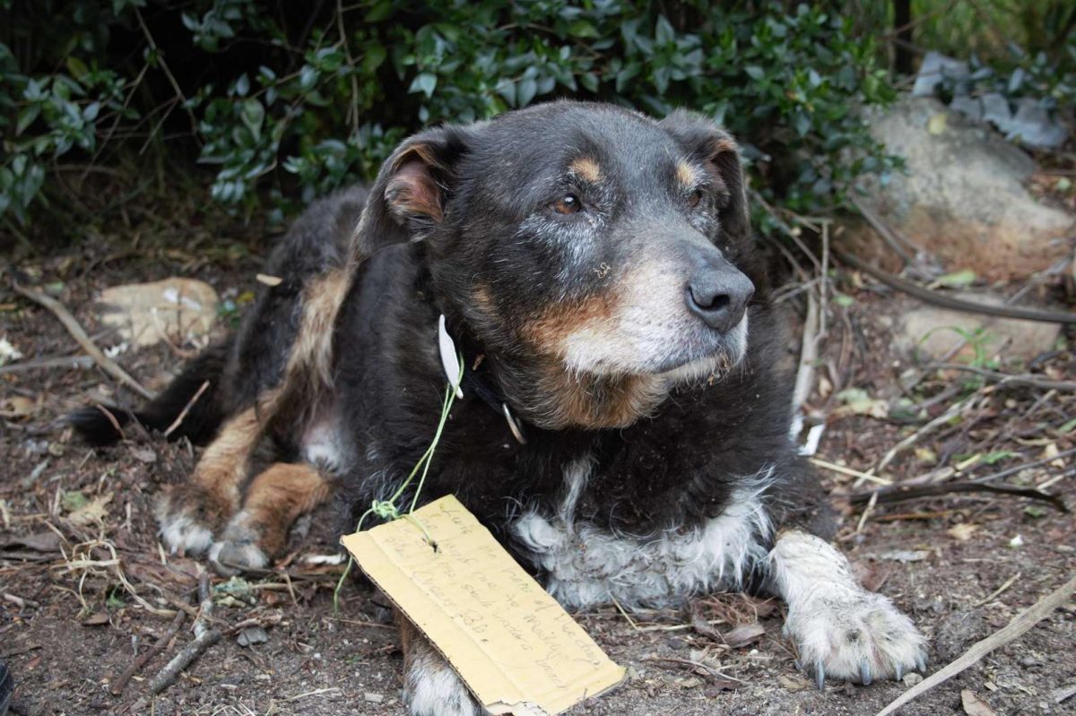 contioutra.com - Cãozinho chega em casa com bilhete na coleira: “Hoje ele ajudou a salvar minha cachorrinha”